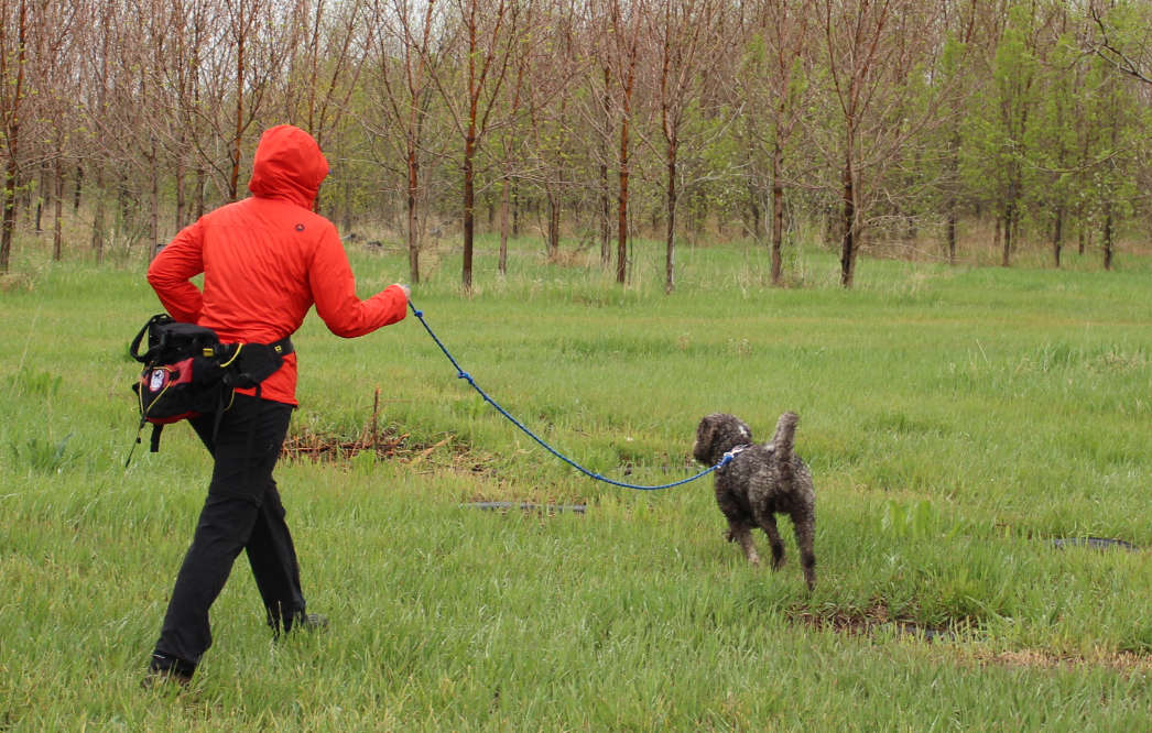 Search and rescue do on long lead with handler