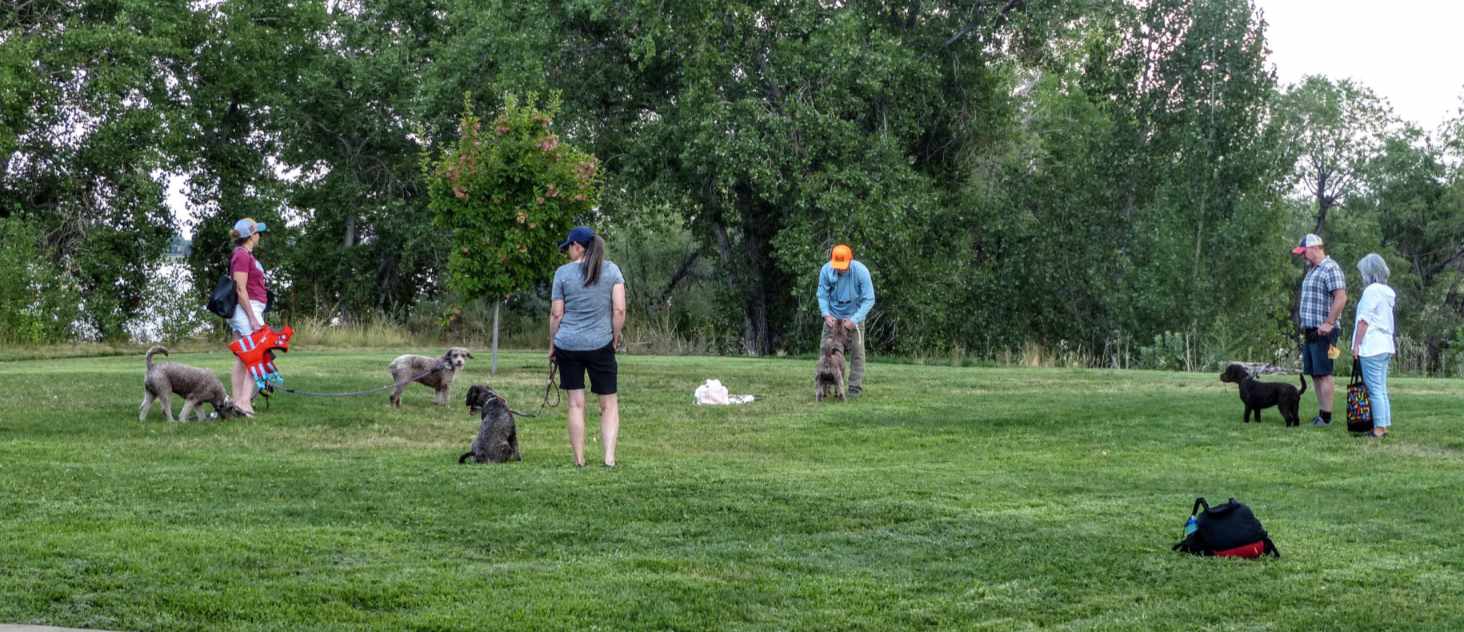 Spanish water dog retrieving on land with other dogs and handlers watching