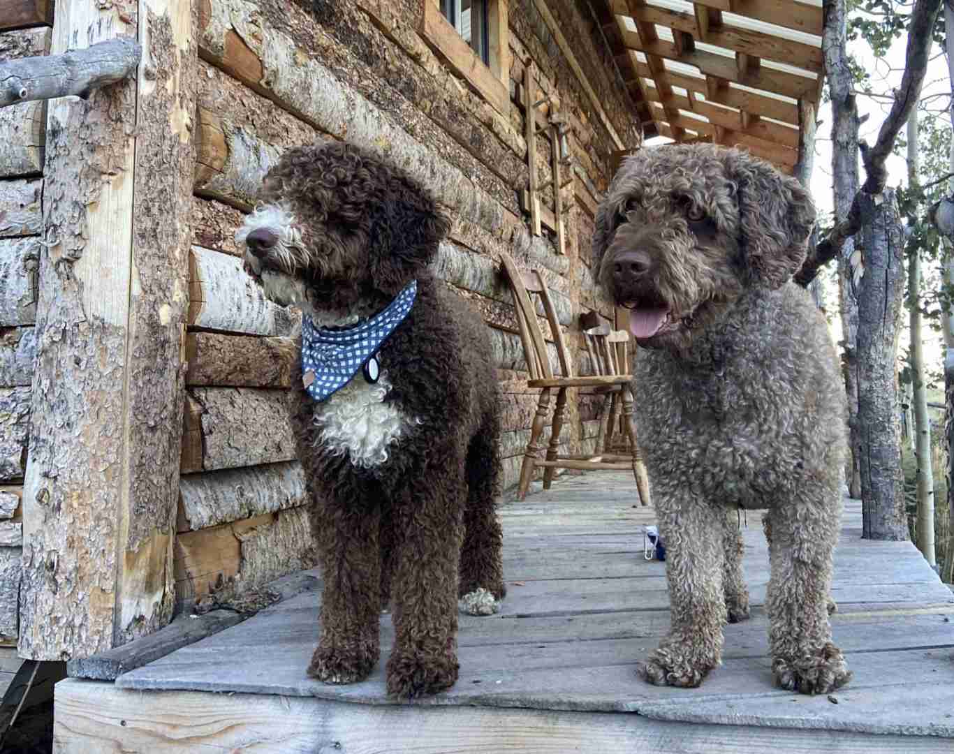 Two water dogs on the porch of a cabin