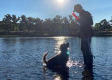 Spanish Water Dog in a river, looking up at a man