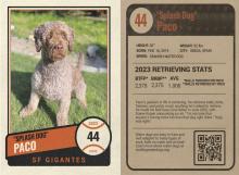 Baseball card of Spanish Water Dog named Paco