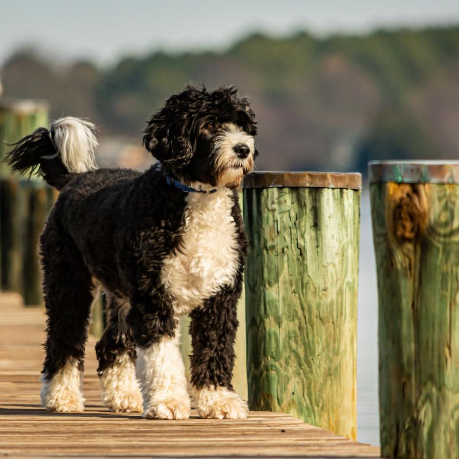 Portuguese Water Dog on a pier